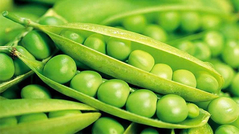 豌豆卵白