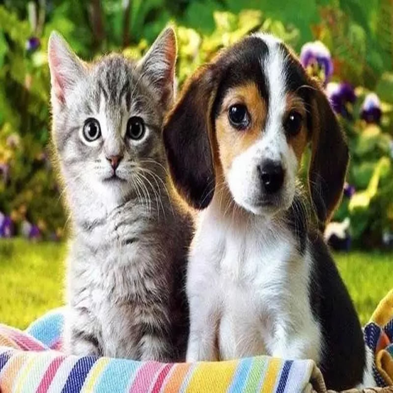 猫狗1