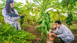 木瓜卵白酶的准确利用方式